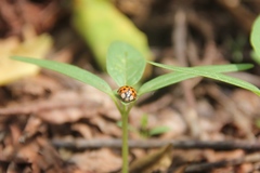 Harmonia axyridis