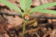 Harmonia axyridis