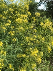 Sisymbrium strictissimum