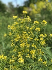 Sisymbrium strictissimum