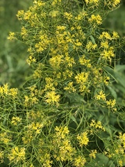 Sisymbrium strictissimum