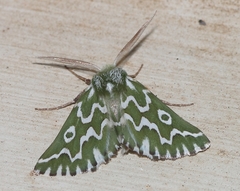 Drepanogynis bifasciata