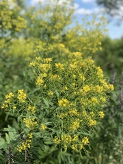 Sisymbrium strictissimum