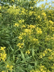 Sisymbrium strictissimum
