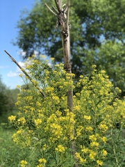 Sisymbrium strictissimum