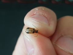 Phyllobrotica quadrimaculata