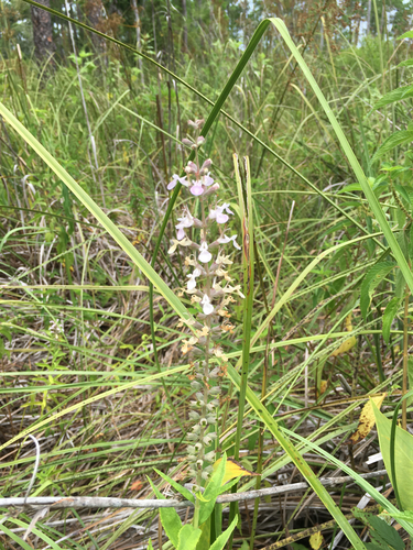 Teucrium canadense var. hypoleucum