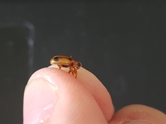 Phyllobrotica quadrimaculata