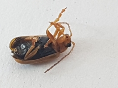 Phyllobrotica quadrimaculata