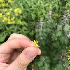 Sisymbrium strictissimum