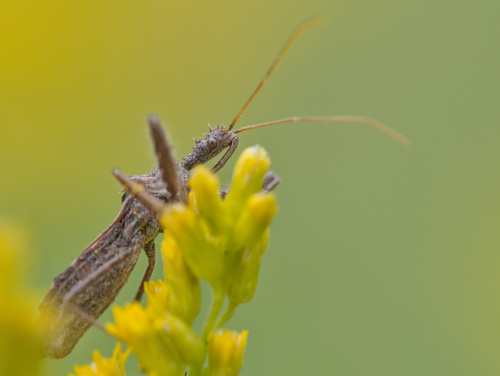 Spined Assassin Bug photo 5
