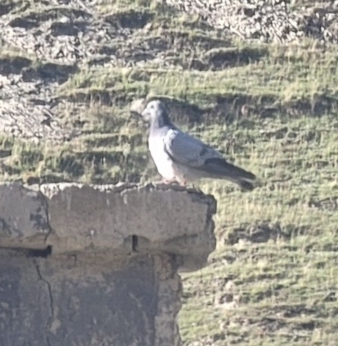 Hill Pigeon