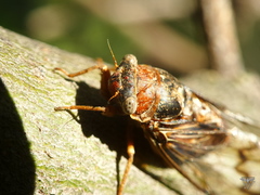 Diceroprocta swalei