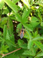 Rhynocoris iracundus