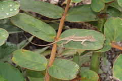 Anolis nebulosus