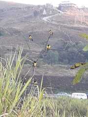 Pseudoleistes guirahuro