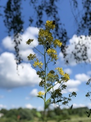 Sisymbrium strictissimum