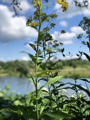 Sisymbrium strictissimum