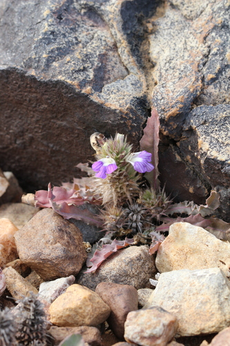 Image of Acanthopsis dispermoides by (c) Karen Eichholz, some rights reserved (CC BY)