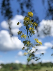 Sisymbrium strictissimum