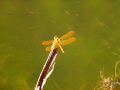 Perithemis intensa