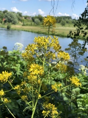 Sisymbrium strictissimum