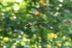 Anotogaster sieboldii kuchenbeiseri