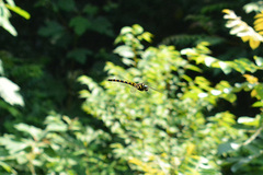 Anotogaster sieboldii kuchenbeiseri