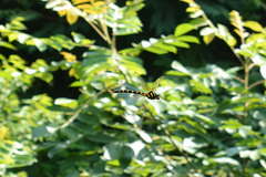 Anotogaster sieboldii kuchenbeiseri