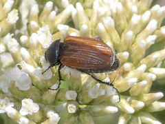 Phyllotocus rufipennis