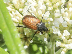 Phyllotocus rufipennis