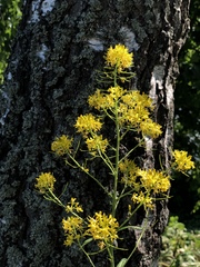 Sisymbrium strictissimum