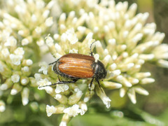 Phyllotocus rufipennis