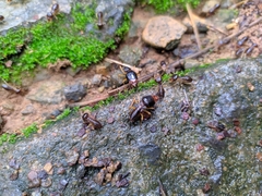 Macrotermes carbonarius