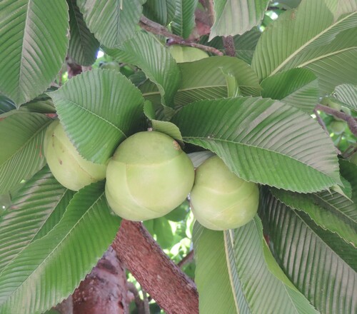 Dillenia indica