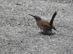 Cinclocerthia ruficauda