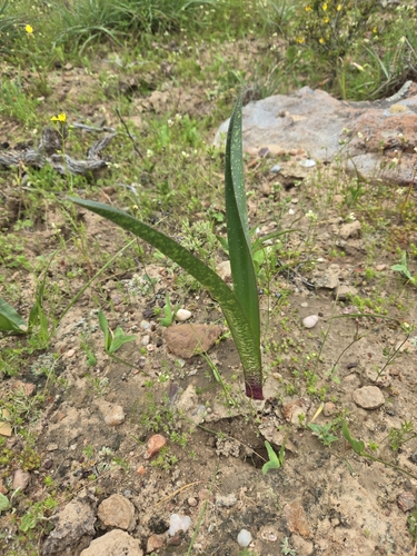 Image of Haemanthus barkerae by (c) Jo Roberts, some rights reserved (CC BY)