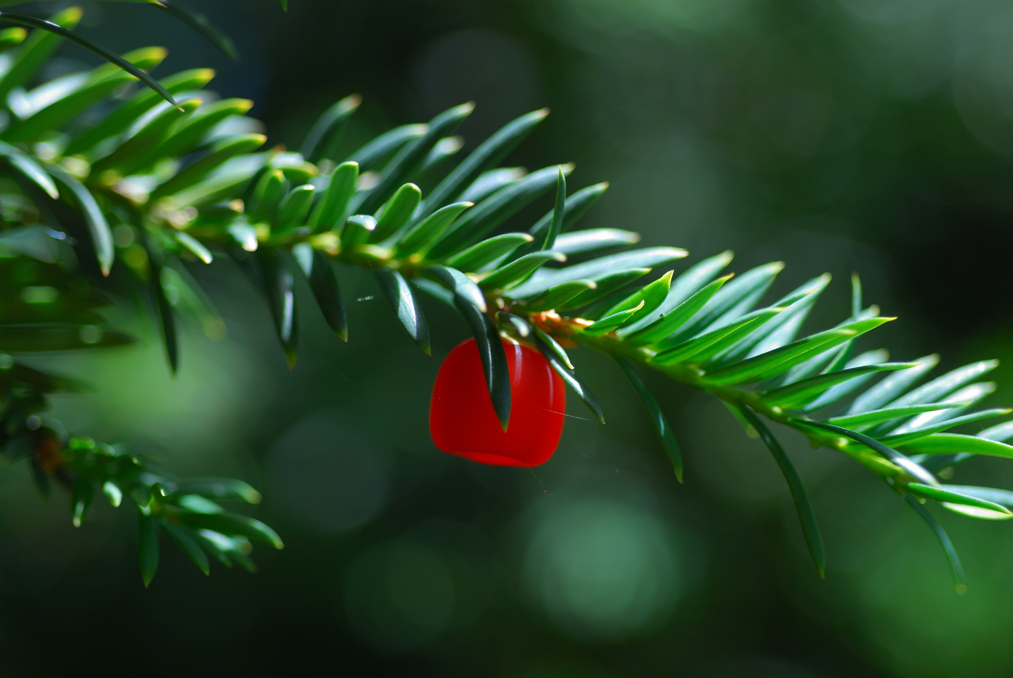 紅豆杉科(Taxaceae 科) · 愛自然-臺灣(iNaturalist Taiwan)