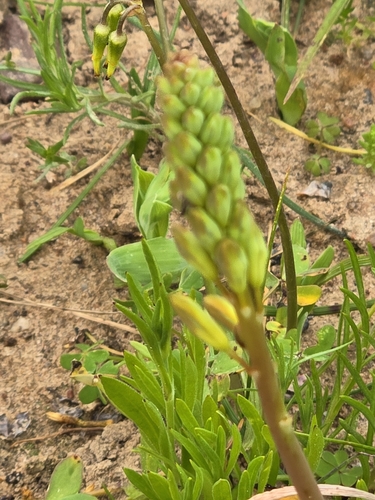 Bulbine praemorsa
