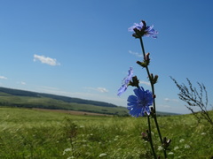 Cichorium intybus