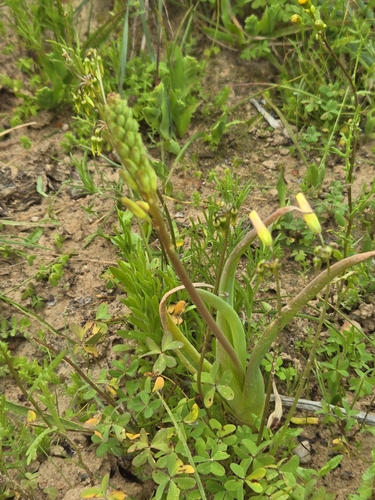 Bulbine praemorsa
