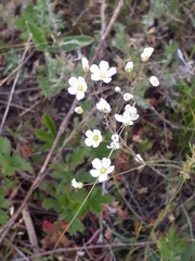 Eremogone procera