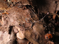 Ophiocordyceps entomorrhiza