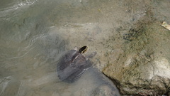 Cuora amboinensis kamaroma