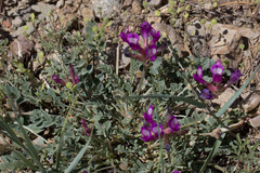 Astragalus missouriensis