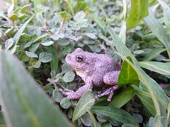 Hyla arenicolor