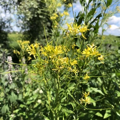 Sisymbrium strictissimum