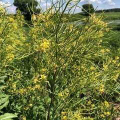 Sisymbrium strictissimum