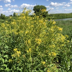 Sisymbrium strictissimum