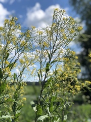 Sisymbrium strictissimum